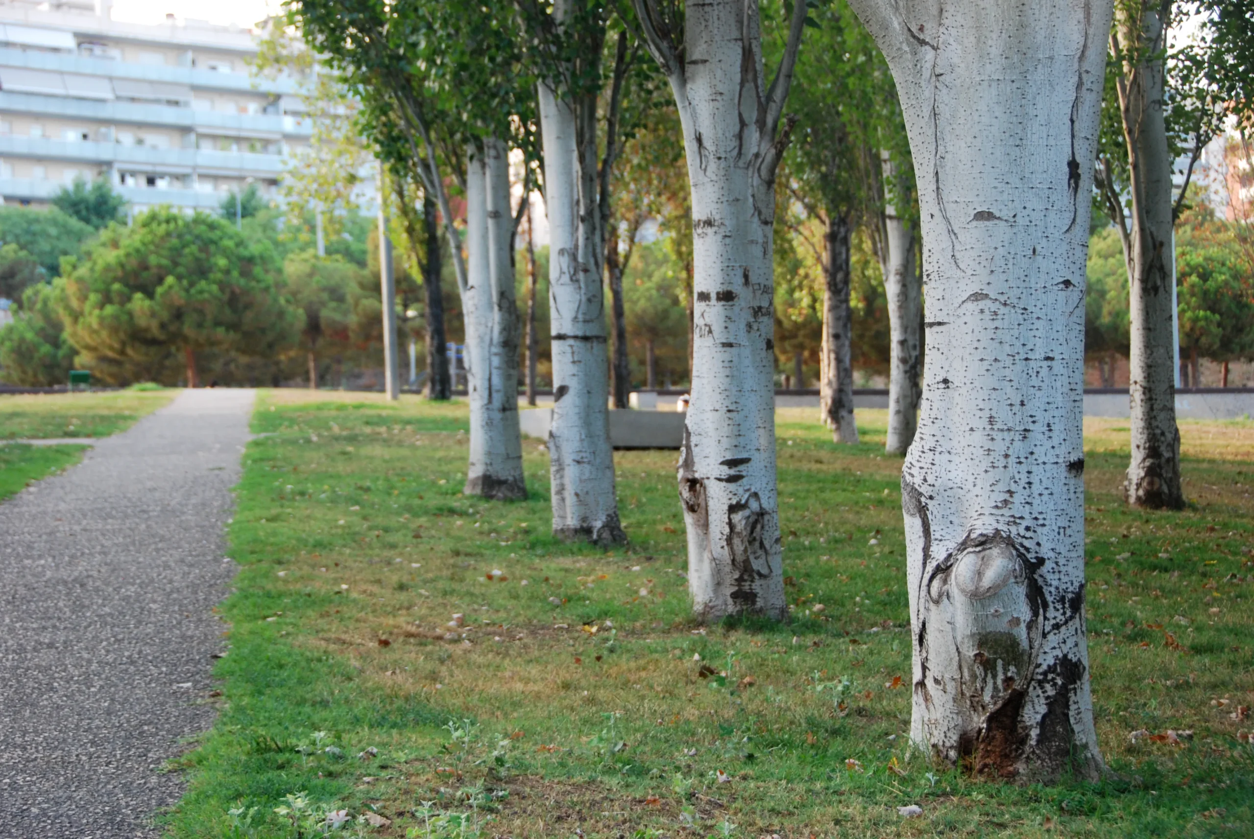 Parc Central de Mataró 13 Parc Central de Mataró