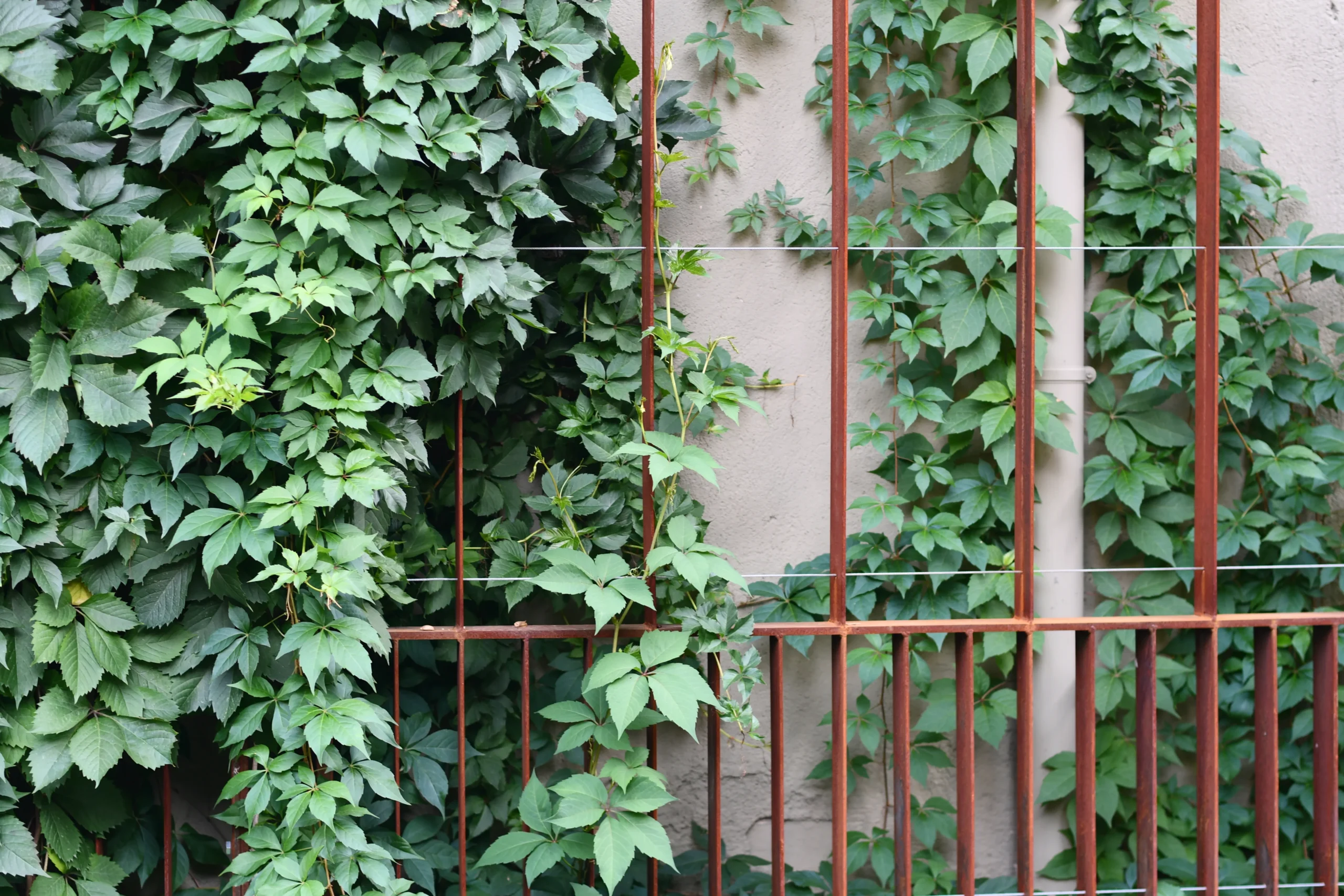 Jardins de Can Ferrer 15 Projecte de reurbanització dels Jardins de Can Ferrer